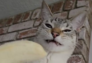 Illustration de l'article : Ce chat qui raffole des fruits goûte une banane pour la première fois et sa réaction révèle sans doute une première déception (vidéo)