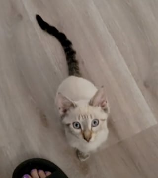 Illustration de l'article : Ce chat qui raffole des fruits goûte une banane pour la première fois et sa réaction révèle sans doute une première déception (vidéo)