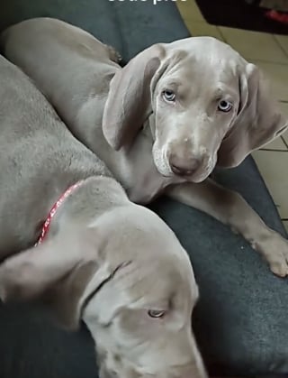 Illustration de l'article : Ils rendent un chiot 24 heures après son adoption, car il les a empêchés de dormir et fait ses besoins partout (vidéo)