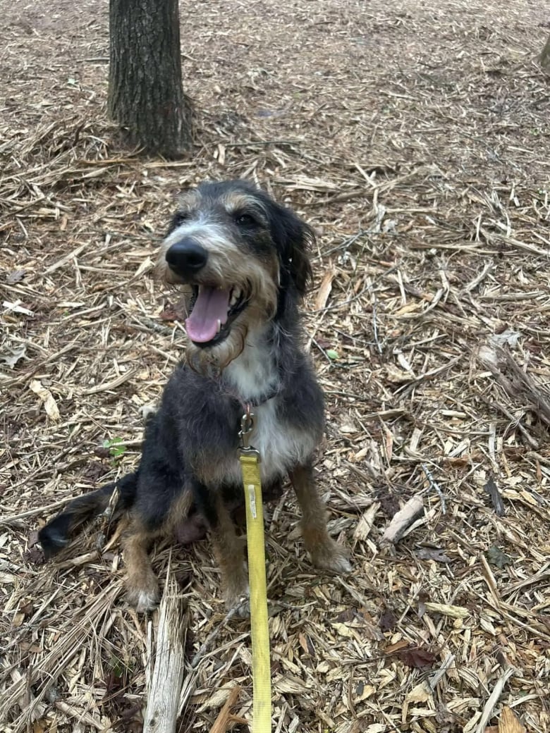 Illustration de l'article : Une chienne et ses 3 chiots trouvent enfin du réconfort après avoir été abandonnés au bord de la route