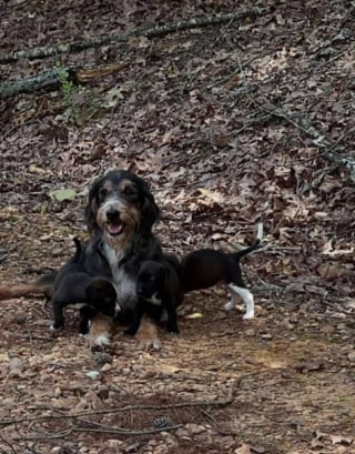 Illustration de l'article : Affamée et épuisée, une chienne trouve enfin du réconfort en réalisant qu'elle et ses 3 chiots sont désormais entre de bonnes mains