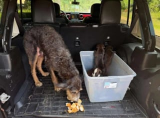 Illustration de l'article : Affamée et épuisée, une chienne trouve enfin du réconfort en réalisant qu'elle et ses 3 chiots sont désormais entre de bonnes mains