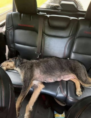 Illustration de l'article : Affamée et épuisée, une chienne trouve enfin du réconfort en réalisant qu'elle et ses 3 chiots sont désormais entre de bonnes mains