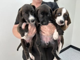 Illustration de l'article : Affamée et épuisée, une chienne trouve enfin du réconfort en réalisant qu'elle et ses 3 chiots sont désormais entre de bonnes mains
