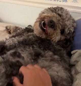 Illustration de l'article : Un chien s'échappe du salon de toilettage et rentre seul à la maison pour attendre sagement sur le perron (vidéo)