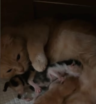 Illustration de l'article : Cette jeune chatte découvre la maternité, puis le deuil, en donnant naissance à ses premiers chatons (vidéo)