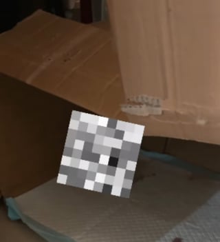 Illustration de l'article : Cette jeune chatte découvre la maternité, puis le deuil, en donnant naissance à ses premiers chatons (vidéo)