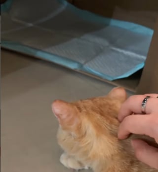 Illustration de l'article : Cette jeune chatte découvre la maternité, puis le deuil, en donnant naissance à ses premiers chatons (vidéo)
