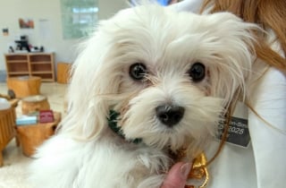 Illustration de l'article : Condamné à cause d’un cœur défectueux, ce Bichon de 3 kilos devient le tout premier chien sauvé par une nouvelle opération porteuse d'espoir