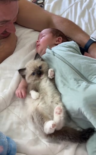 Illustration de l'article : Un chaton Ragdoll rencontre un bébé et s’attache si fort à lui qu’il ne veut plus le quitter (vidéo)