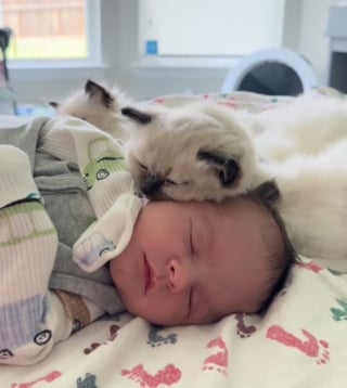 Illustration de l'article : Un chaton Ragdoll rencontre un bébé et s’attache si fort à lui qu’il ne veut plus le quitter (vidéo)