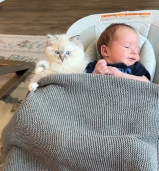 Illustration de l'article : Un chaton Ragdoll rencontre un bébé et s’attache si fort à lui qu’il ne veut plus le quitter (vidéo)