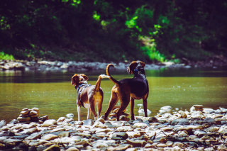 Illustration de l'article : 15 choses qui prouvent que nos amis les chiens nous ressemblent plus qu’on ne le pense