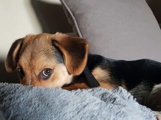 Illustration de l'article : 15 choses qui prouvent que nos amis les chiens nous ressemblent plus qu’on ne le pense