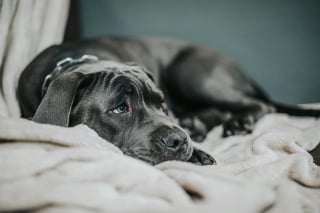 Illustration de l'article : 15 choses qui prouvent que nos amis les chiens nous ressemblent plus qu’on ne le pense
