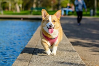 Illustration de l'article : 15 choses qui prouvent que nos amis les chiens nous ressemblent plus qu’on ne le pense
