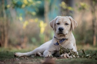 Illustration de l'article : 15 choses qui prouvent que nos amis les chiens nous ressemblent plus qu’on ne le pense