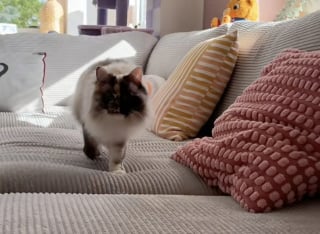 Illustration de l'article : Cette chatte chimère au visage parfaitement divisé est parfaitement consciente de la fascination qu'elle peut générer (vidéo)