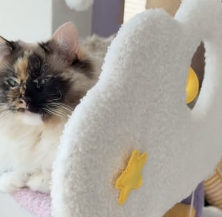 Illustration de l'article : Cette chatte chimère au visage parfaitement divisé est parfaitement consciente de la fascination qu'elle peut générer (vidéo)