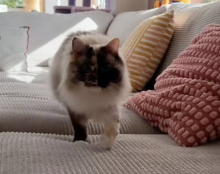 Illustration de l'article : Cette chatte chimère au visage parfaitement divisé est parfaitement consciente de la fascination qu'elle peut générer (vidéo)