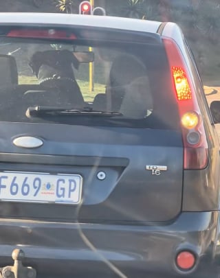 Illustration de l'article : Un automobiliste roule tranquillement et découvre un chien et un mouton en duo sur la banquette arrière (vidéo)