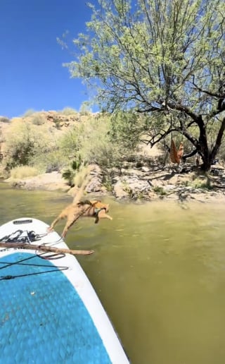 Illustration de l'article : Ce chat qui ne veut jamais être séparé de son meilleur ami chien saute dans une rivière pour le rejoindre (vidéo)