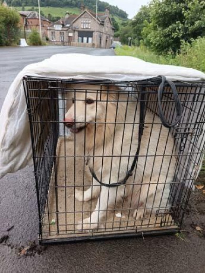 Illustration de l'article : Abandonné dans une cage devant un refuge, ce chien trouvé par les bénévoles venus travailler espère un nouveau départ