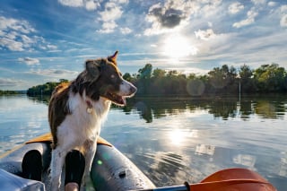 Illustration de l'article : J-7 avant Canidays avec Hill’s, le week-end le plus « dogfriendly » de l’année