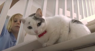 Illustration de l'article : Tous les matins, cette chatte accompagne son jeune maître à l’école et apporte de la joie dans la cour de récréation (vidéo)