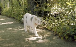 Illustration de l'article : Tous les matins, cette chatte accompagne son jeune maître à l’école et apporte de la joie dans la cour de récréation (vidéo)