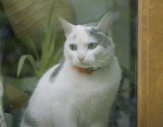 Illustration de l'article : Tous les matins, cette chatte accompagne son jeune maître à l’école et apporte de la joie dans la cour de récréation (vidéo)