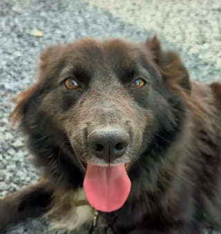 Illustration de l'article : L’instinct d’une chienne maltraitée la conduit dans le jardin de son voisin, qui fait alors tout pour obtenir sa garde (vidéo) 