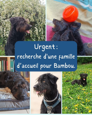 Illustration de l'article : Ce chien rêve d'être adopté par une famille aimante et dynamique, mais ne reçoit aucune demande malgré ses nombreuses qualités