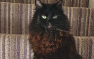 Illustration de l'article : Son chat s’était volatilisé depuis 2020, elle apprend qu’il vivait à seulement 7 minutes de chez elle