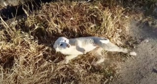 Illustration de l'article : Alors qu’il était en train de faire son jogging, cet homme tombe sur un chiot abandonné qui semble le supplier de l’emmener avec lui (vidéo)