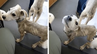 Illustration de l'article : Affamés et déshydratés, ces 6 chiots ont failli mourir avant qu’un refuge ne leur offre une seconde chance