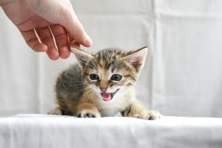 Illustration de l'article : 10 choses à ne jamais faire en présence d'un chat anxieux