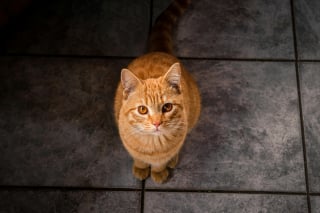 Illustration de l'article : 10 choses à ne jamais faire en présence d'un chat anxieux