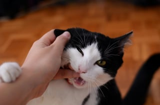 Illustration de l'article : 10 choses à ne jamais faire en présence d'un chat anxieux