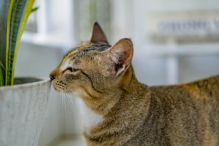 Illustration de l'article : 10 choses à ne jamais faire en présence d'un chat anxieux