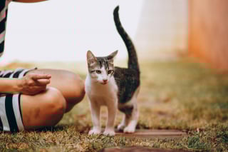 Illustration de l'article : 10 choses à ne jamais faire en présence d'un chat anxieux