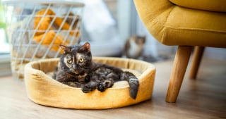 Illustration de l'article : 10 choses à ne jamais faire en présence d'un chat anxieux