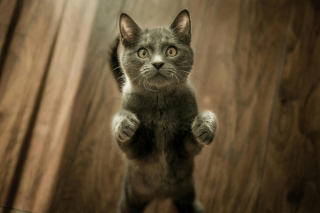 Illustration de l'article : 10 choses à ne jamais faire en présence d'un chat anxieux