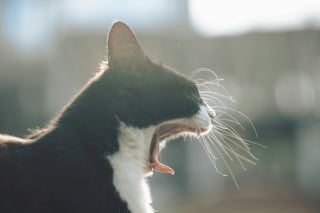 Illustration de l'article : 10 choses à ne jamais faire en présence d'un chat anxieux