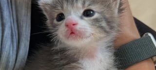 Illustration de l'article : Une mère accueille une chatte censée devenir maman d’adoption, mais l’animal lui offre un autre cadeau précieux