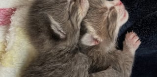 Illustration de l'article : Une mère accueille une chatte censée devenir maman d’adoption, mais l’animal lui offre un autre cadeau précieux
