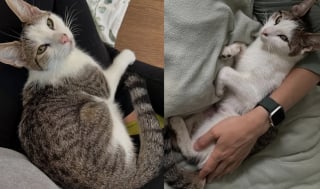 Illustration de l'article : Une mère accueille une chatte censée devenir maman d’adoption, mais l’animal lui offre un autre cadeau précieux