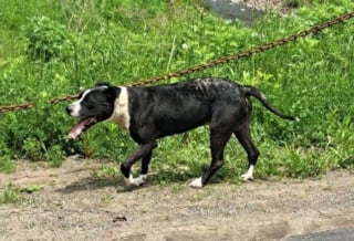 Illustration de l'article : Retrouvé amaigri sur une route isolée, ce chien voit son propriétaire maltraitant enfin arrêté