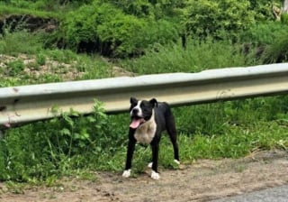 Illustration de l'article : Retrouvé amaigri sur une route isolée, ce chien voit son propriétaire maltraitant enfin arrêté
