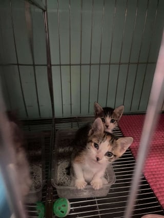 Illustration de l'article : La gérante d'un magasin aide des chatons abandonnés dans un carton « à prendre le nouveau départ qu’ils méritent » (vidéo)
